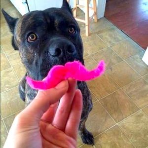 Meet your Posher, Kristine